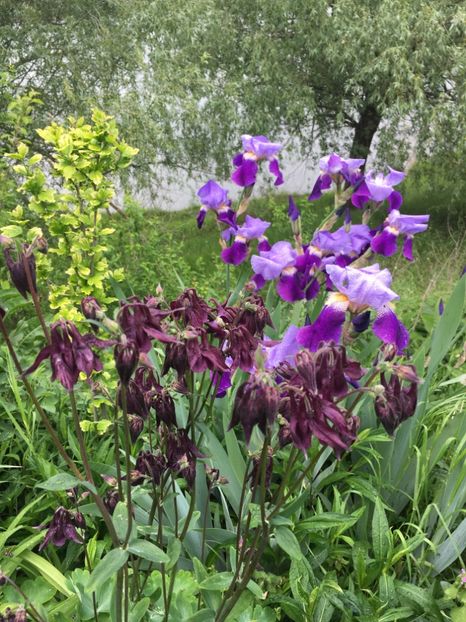 D4876510-A290-4C30-B0B5-F58B35D31DF9 - Caldaruse 2019