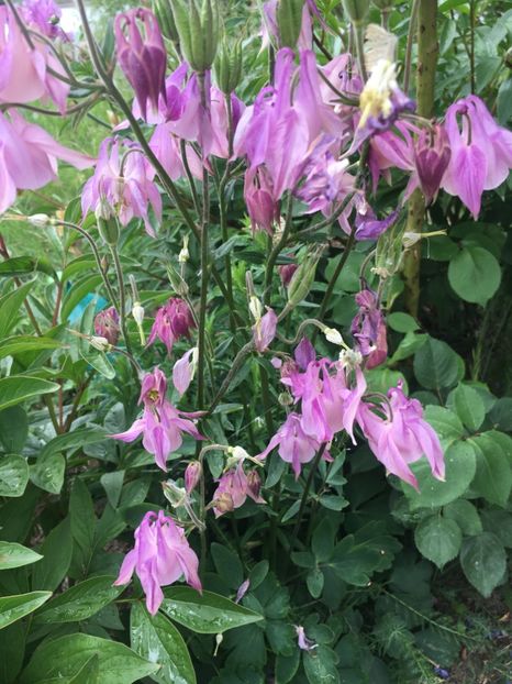 244FACB6-5A58-435A-BB71-BFA3AA4A9F93 - Caldaruse 2019