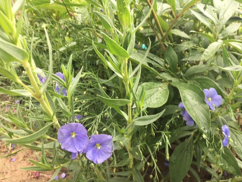 in - Flori la balta 2019