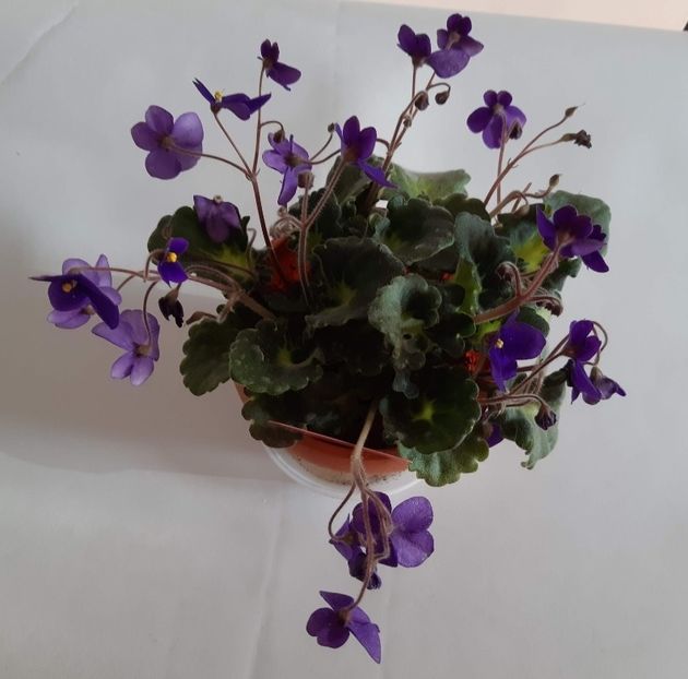 Decembrie 2018 - Mov Cret