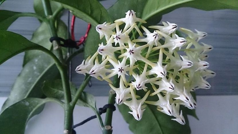 Multiflora - 00- Vanzare hoya