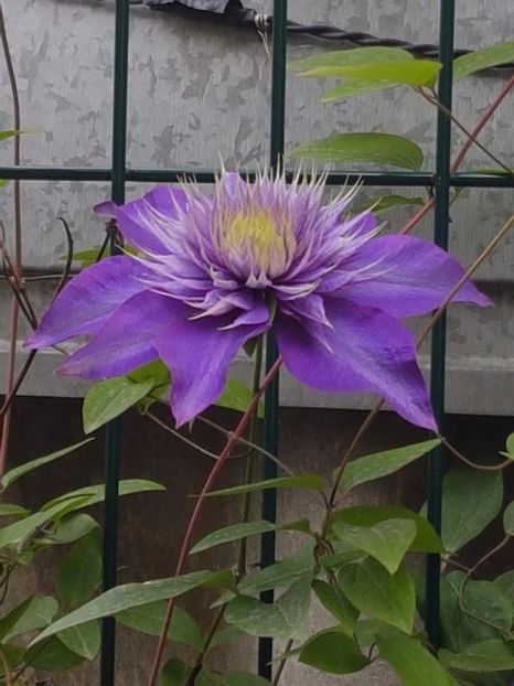 thumbnail (42) - CLEMATITE 2019