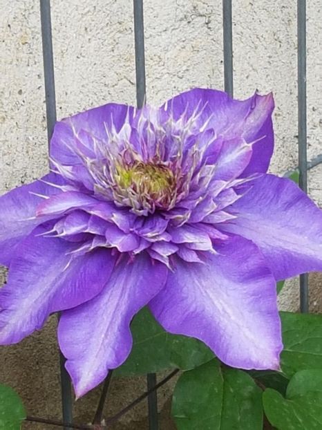 thumbnail (41) - CLEMATITE 2019