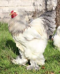 Arif Adnan Akdemir - BRAHMA CLUB ROMANIA Facebook