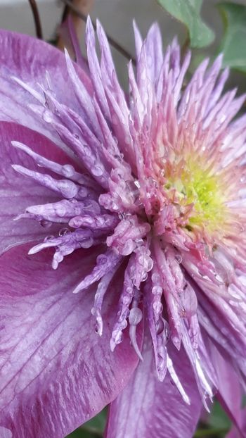 Screenshot_20190506-113454_Gallery - Clematite