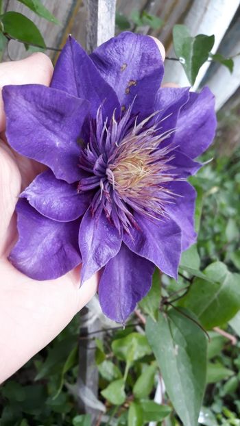 Multi Blue - Clematite