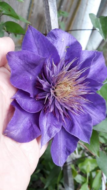 Multi Blue - Clematite