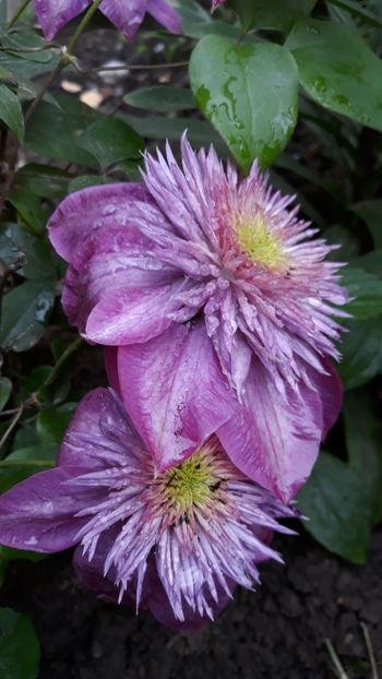 Kaise - Clematite