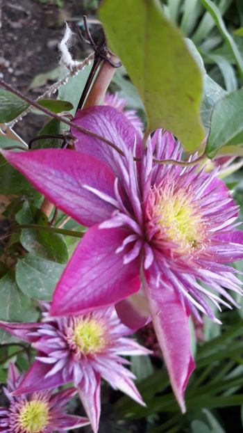  - Clematite