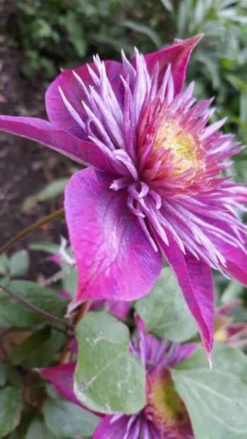  - Clematite