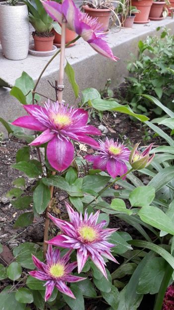  - Clematite