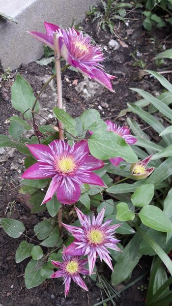  - Clematite