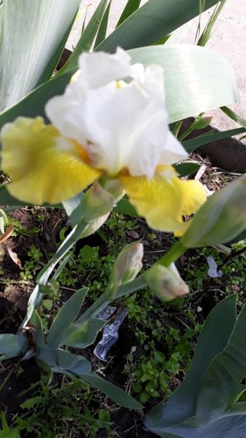  - Iris