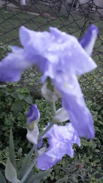  - Iris