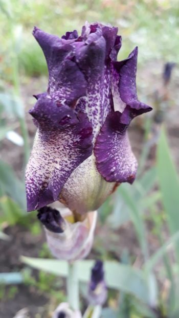  - Iris