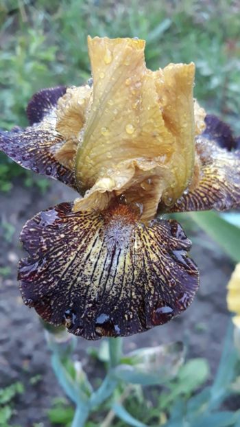  - Iris