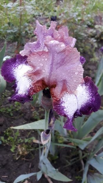  - Iris