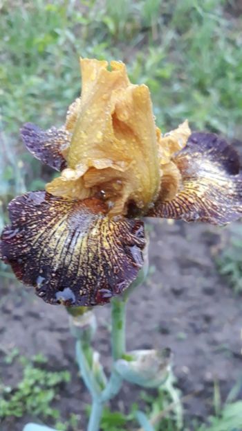  - Iris