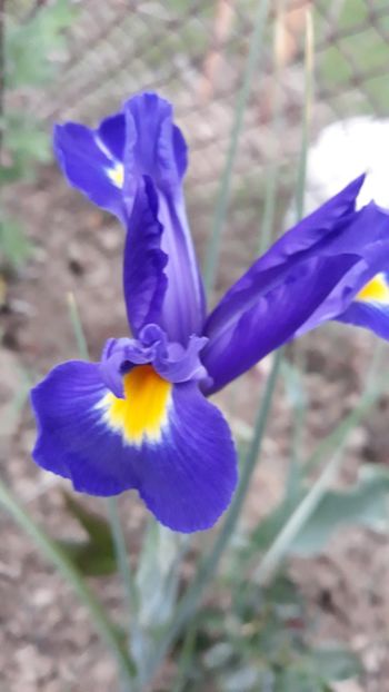  - Iris