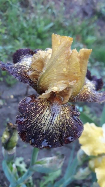  - Iris