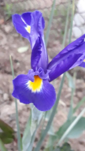  - Iris