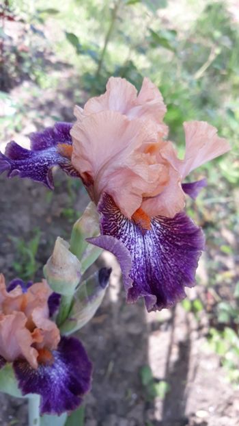  - Iris
