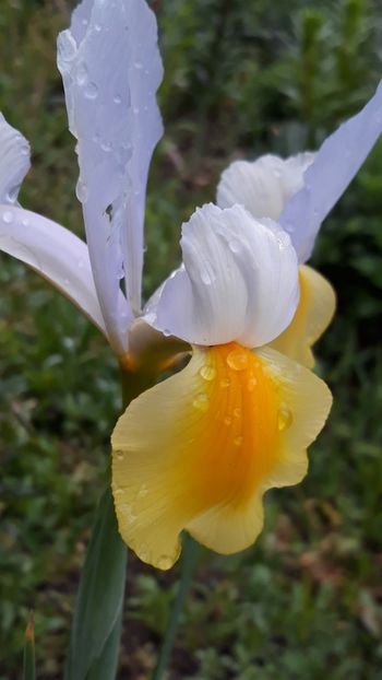  - Iris