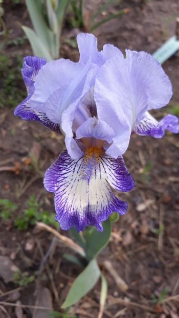 - Iris