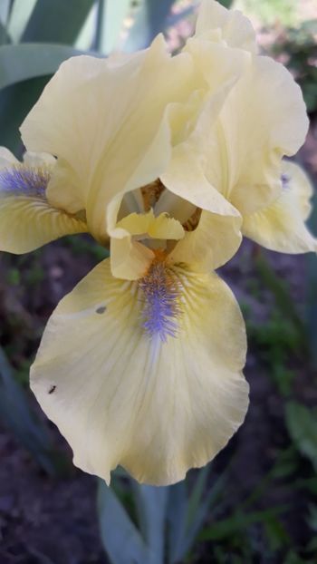  - Iris