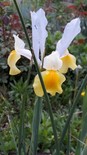  - Iris