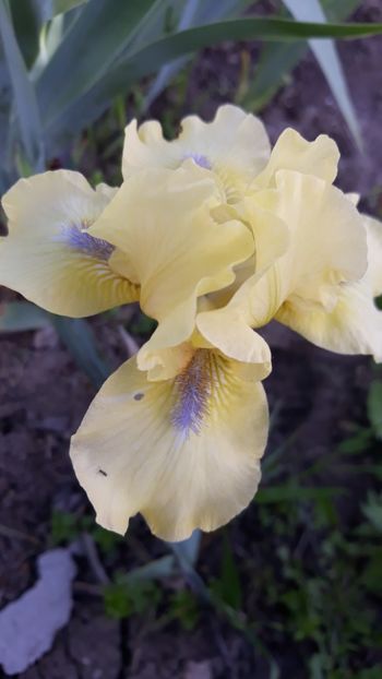  - Iris