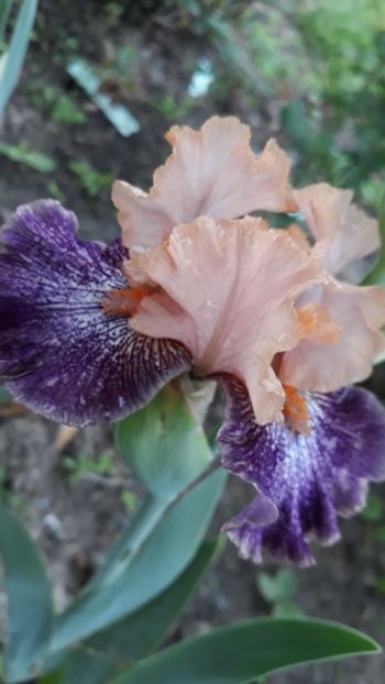  - Iris