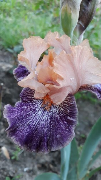  - Iris