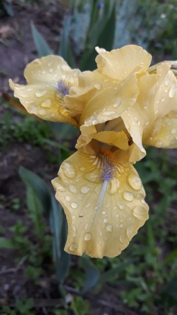 - Iris
