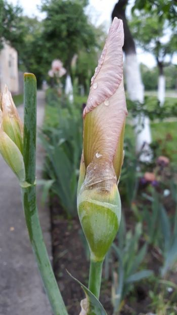  - Iris