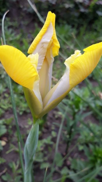  - Iris