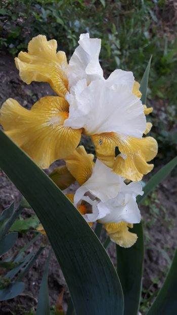  - Iris