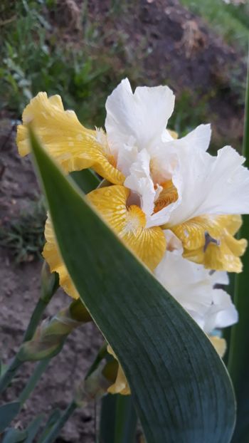  - Iris