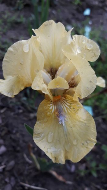  - Iris