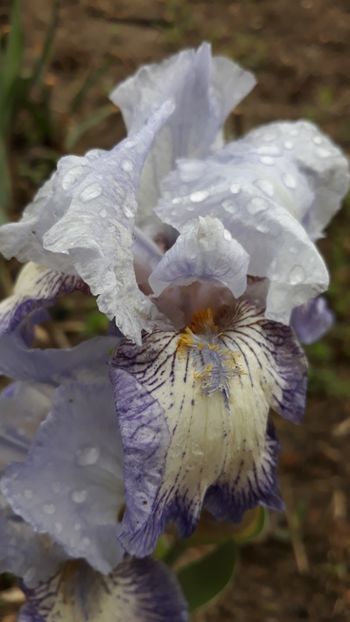  - Iris