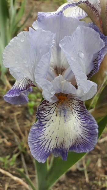 - Iris