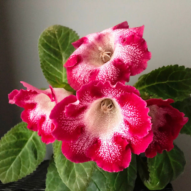  - Plante de interior 2019