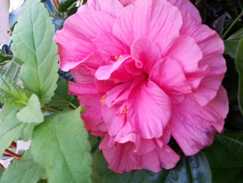 20150904_182559 - Copie - Hibiscusi 2