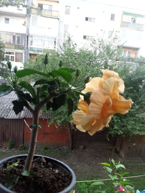  - Hibiscusi 2