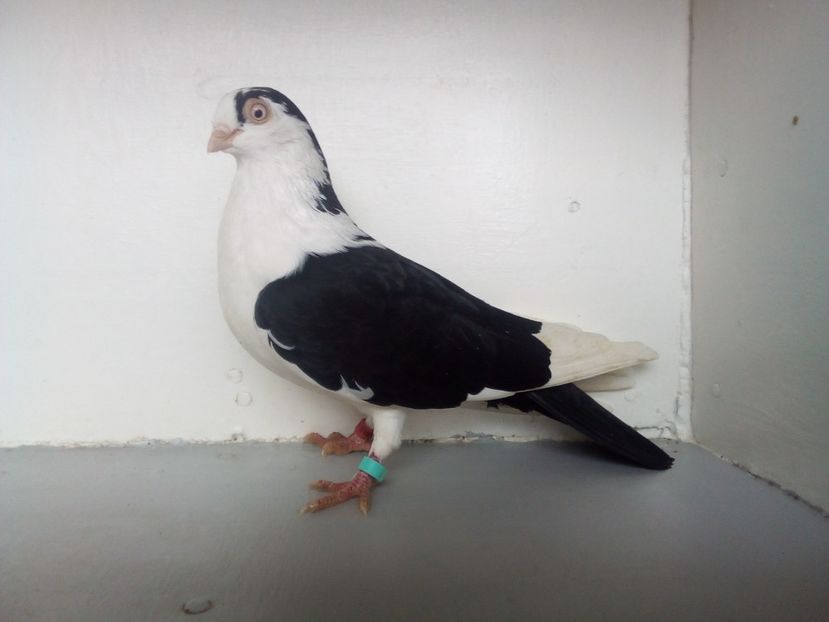  - jucatori de galati pe negru