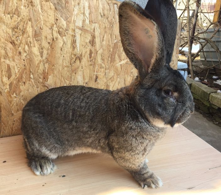 623FB430-A755-466D-80D0-8F8351DA14E5 - 0 Rezultate cupa Transilvaniei Brașov 22-24 Febr 2019