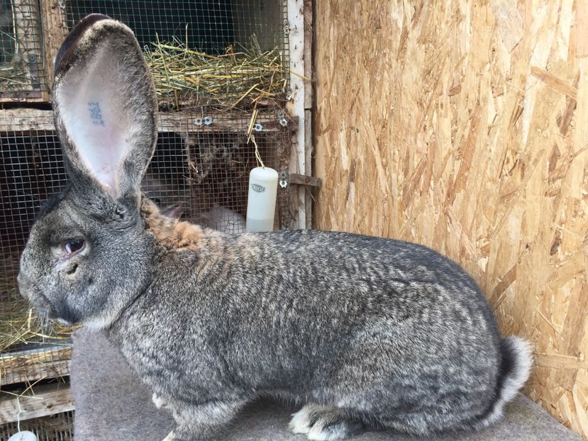 B1033FE6-0B18-4688-A9E7-7FBF6970D0BF - 0 Rezultate cupa Transilvaniei Brașov 22-24 Febr 2019