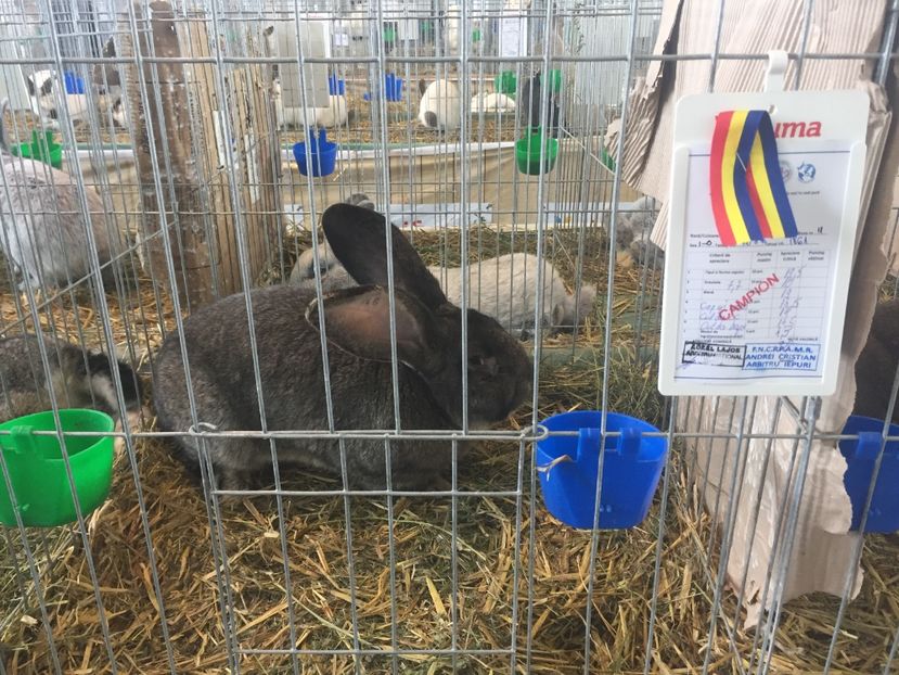 A6D63B3D-94DF-4639-951C-AB08B72DD9EE - 0 Rezultate cupa Transilvaniei Brașov 22-24 Febr 2019