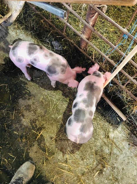  - vieruti si scrofite Pietrain pentru reproducere