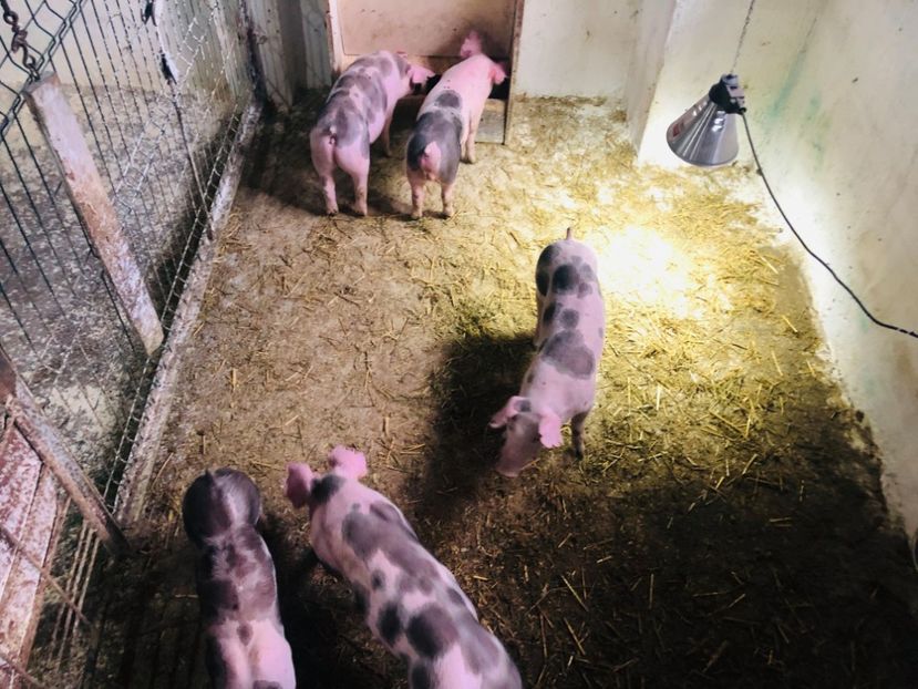  - vieruti si scrofite Pietrain pentru reproducere